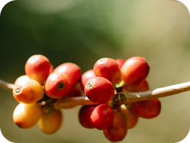 Coffeeberry Fruit